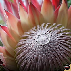 Wedding-Flowers-by-AMD-Studios-002